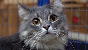 Большая область | 15.11.2025