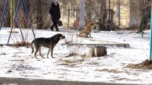 «ЗАКОН СТАИ»: В КРАЕ ОБСУЖДАЮТ ДОКУМЕНТ «ОБ УСЫПЛЕНИИ АГРЕССИВНЫХ СОБАК»