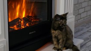 ✨️Я осталась без хрена✨️Пошёл в разнос✨️