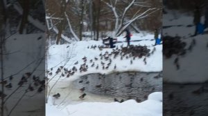 Утиное местечко