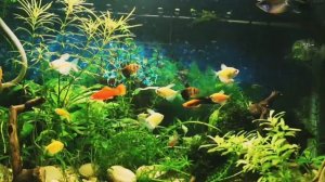 Тропический рай в аквариуме и вальс жемчужиных гурами (релакс и медитация)
