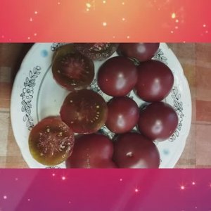 Томаты, устойчивые к фитофторе