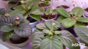 первая глоксиния расцвела из осеннего посева моих семян 😊