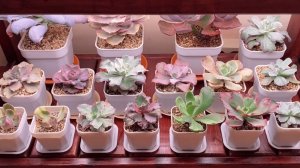 Организация суккулентов на стеллажах (2025)