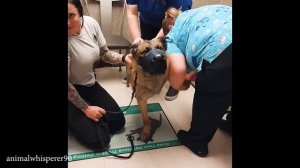 When Animals Who Totally Distract Vets During Checkups 🤣 Funny Animal Reaction