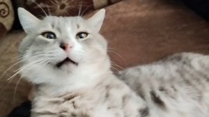 Серая пантера)