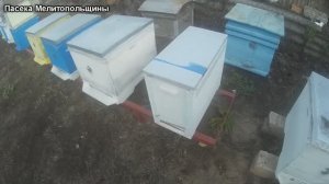 Состояние семьи в 6 рамочном улье в ноябре