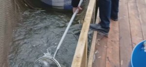 Второе зарыбление и активные поимки продолжаются.