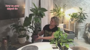 Омоложение диффенбахии. Результат черенкования спустя месяц и год.