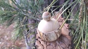 Шкатулка в ноябрьском лесу