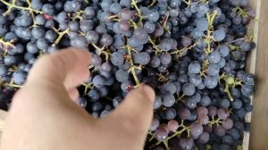 Подмосковный виноград, сбор осени 2025 на сок и вино.