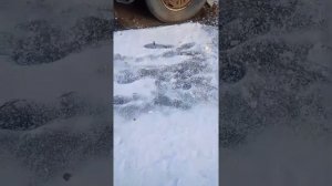 История моего папы в дленою два года