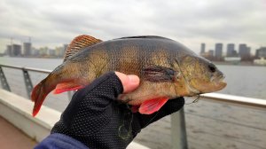 Окунь Химкинского водохранилища. 13.11.2025.