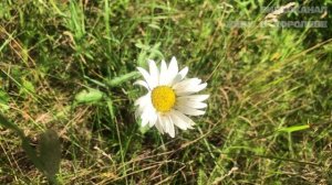 Маленькое озеро в селе Петровском (Щелковский район)