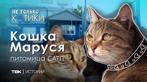 Кошка Маруся – корпоративный психолог и украшение коллектива САТП /  «Не только котики»