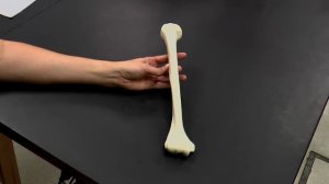 Остеология плечевой кости