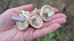 Лиловоногая рядовка или СИНЕНОЖКА. Ростовская область