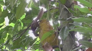 Белка ест джек-фрут