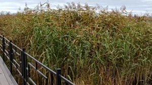 #красота в нашем парке которую сделали