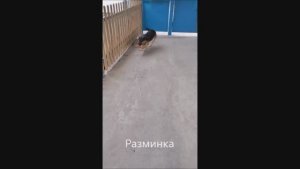 Собака. Том