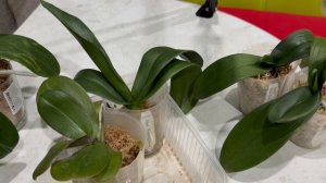 Обработка орхидей Топсином. Как орхидеи восстановили тургор