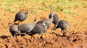 ЭТА МЕЛОДИЯ ПЛЕНЯЕТ ДУШУ И ОСТАВЛЯЕТ НЕИЗГЛАДИМЫЙ СЛЕД В СЕРДЦЕ