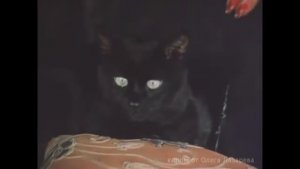 У хулигана жизнь шальная. мои клипы.