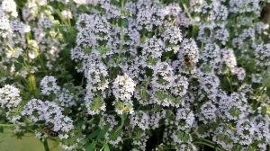 Тимьян, иссоп, душица, нарезка видео разных лет.