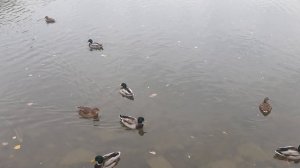 Утки на озере в парке Кирова 13.11.2025