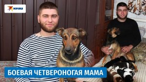 «Она спасла нас от дронов»: как собака Нос стала боевой подругой