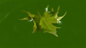 Лист на воде 4