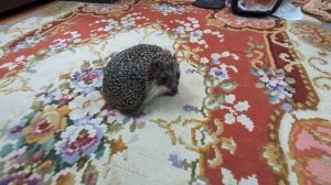 Опять за лисой гоняемся)