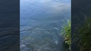 Видео от За Трофеем: Охота и Рыбалка