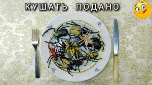 Кушать подано от TOYMANY.