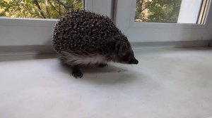 Жалуемся, но не на Плюшу)