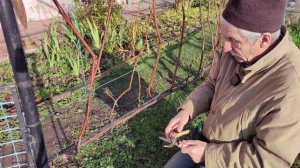 ВИНОГРАД - осенняя обрезка неукрывного винограда...