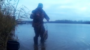 За хищником на Ахтубу с товарищем отводной поводок.