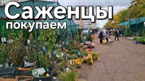 Как мы виюыбираем саженцы