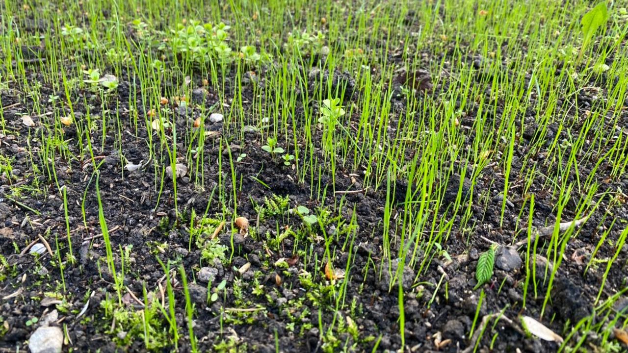 Обзор участка смотреть онлайн