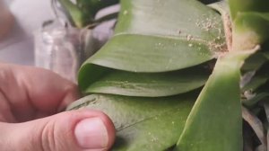 #136 ОрхоVLOG подарок. Неопознанная орхидея. Антибиотики для растений