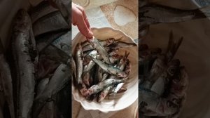 Вкусный, лёгкий и полезный Алжирский ужин #algerie #food #рецепт #рецепты #жизньвалжире