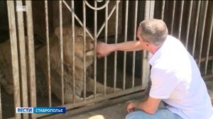 Конфискованный у ставропольца лев обрел новый дом