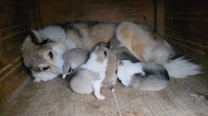 Кто мы для  животных?