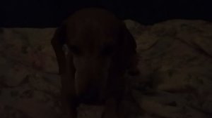 1000008613.mp4 И зачем будили спящую собаку