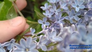 Сирень #впбп #jivoy63