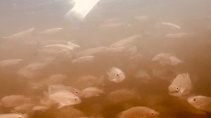 Удомля. Хаотичный танец тиляпии: опустили камеру под воду и обомлели! 😱🐟