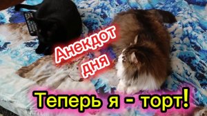 КОШКИ С ОЗВУЧКОЙ.