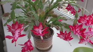 Декабрист зацвёл яркими красными цветами