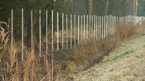 (Рыбинск-40) ЛОСЯМ ПЕРЕКРЫВАЮТ ПУТЬ