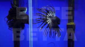 Рыбка Петушок Черная Корона Гигант